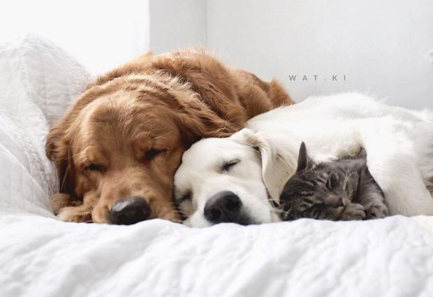cute-dog-and-cat-napping-11